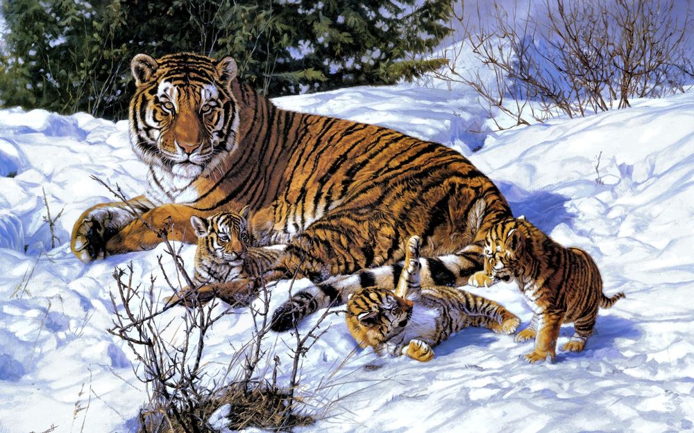 Обои для рабочего стола Тигрица и три маленьких тигренка на снегу