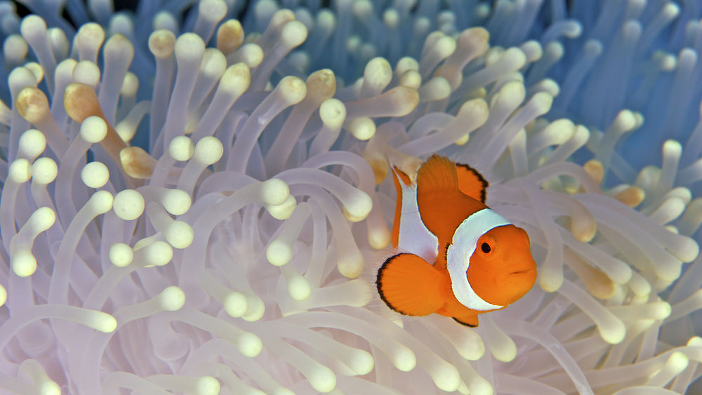 Обои для рабочего стола Рыба-клоун (лат. Amphiprioninae) и  полипы
