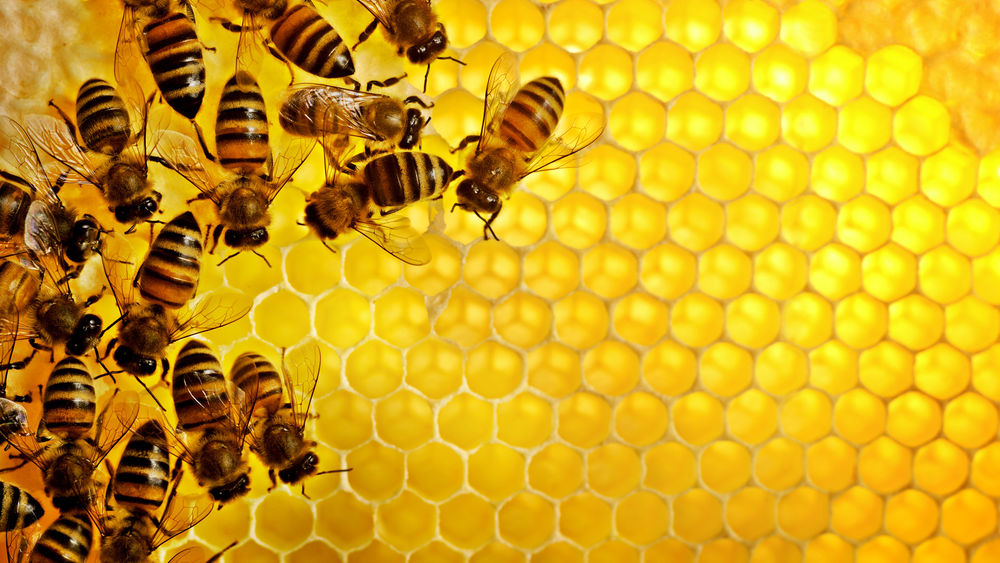 Обои для рабочего стола Пчелы на сотах меда