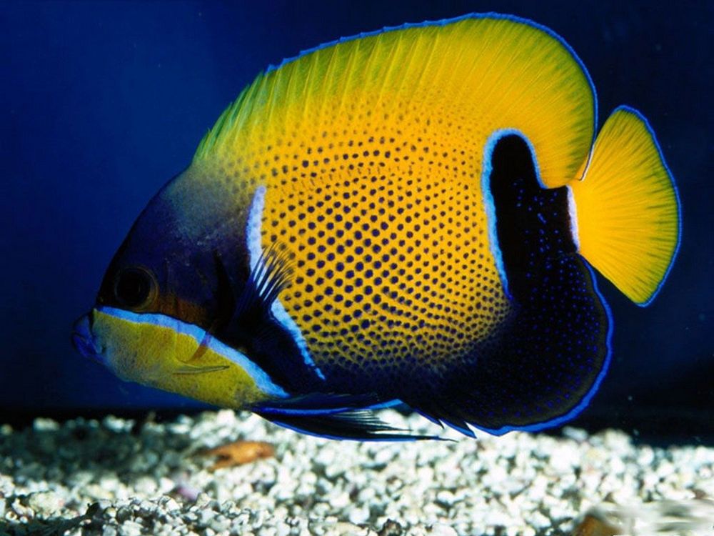 Обои для рабочего стола Majestic/Bluegirdled Angelfish / Величественная Рыба Ангел на дне