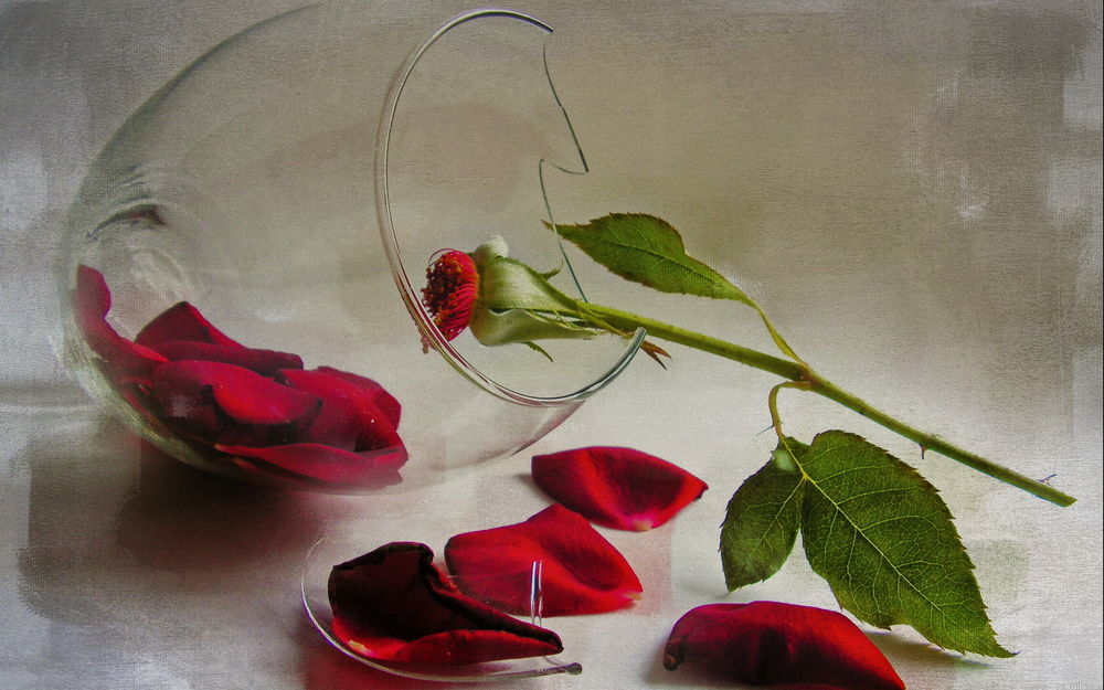 Обои для рабочего стола Осколки стеклянной вазы и лепестки увядшей розы