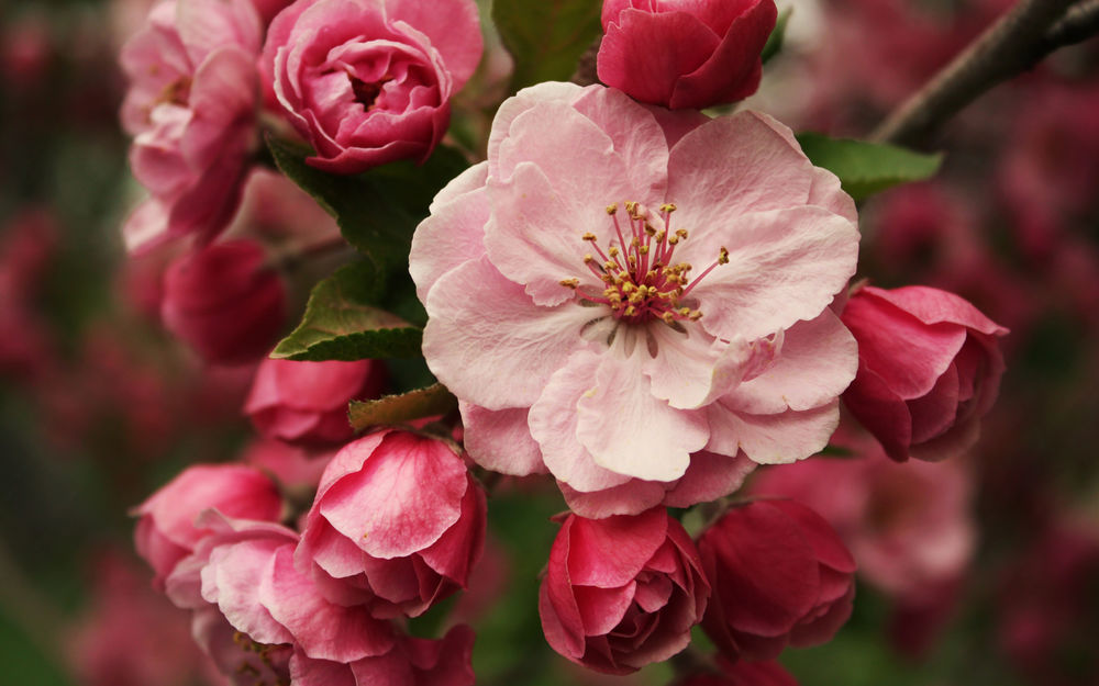 Цветы яблони (яйцо Фаберже) — Википедия