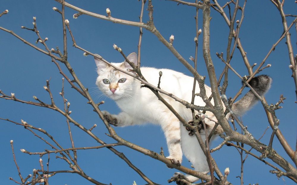 Обои для рабочего стола Кот на дереве