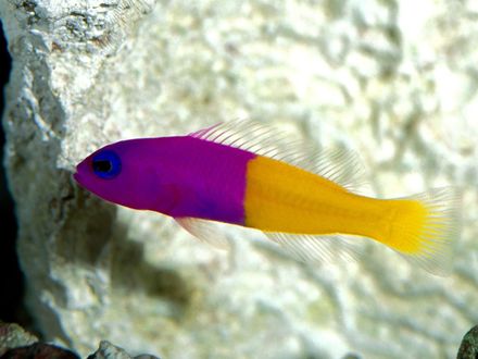 Обои на рабочий стол Рыбка Королевский Dottyback