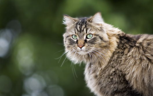 Обои на рабочий стол Взгляд кота