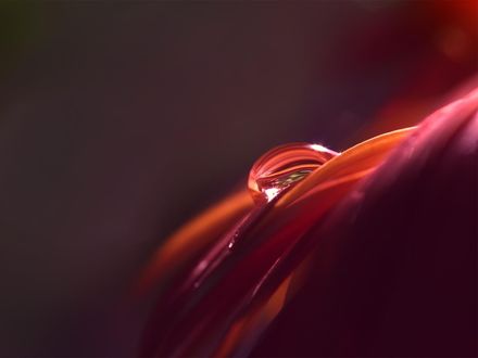 Обои на рабочий стол Капля воды на лепестке цветка