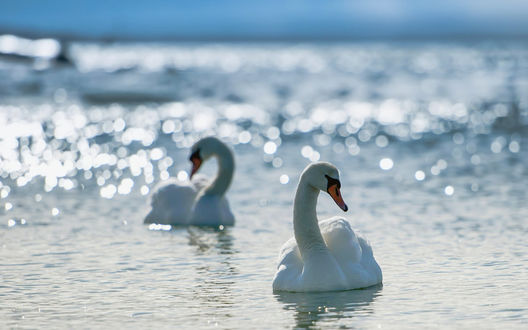 Обои на рабочий стол Пара белый лебедей в воде