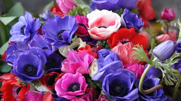 Обои на рабочий стол Пышный букет из разновидности маков под названием  (Papaver)