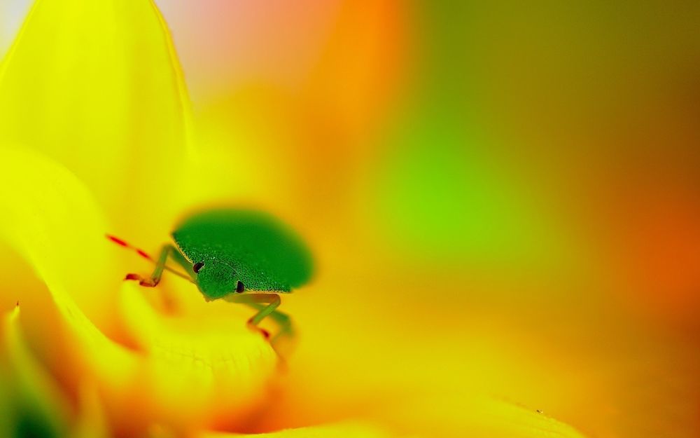 Обои для рабочего стола Pentatomidae / Щитник с крохотными галазми сидит на желтом цветке