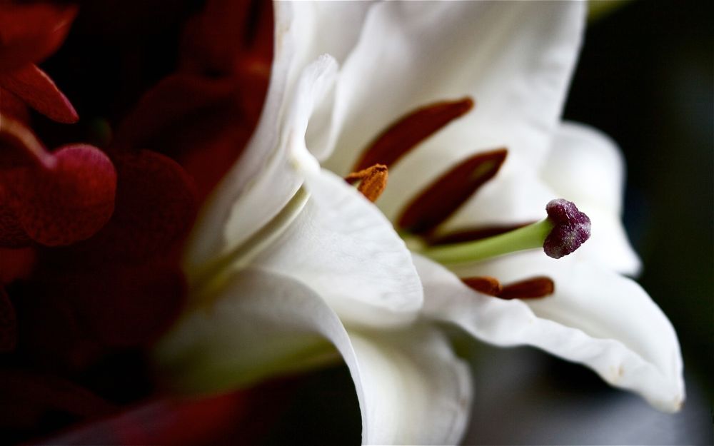 Обои для рабочего стола Белая лилия, пестик и тычинки в центре цветка