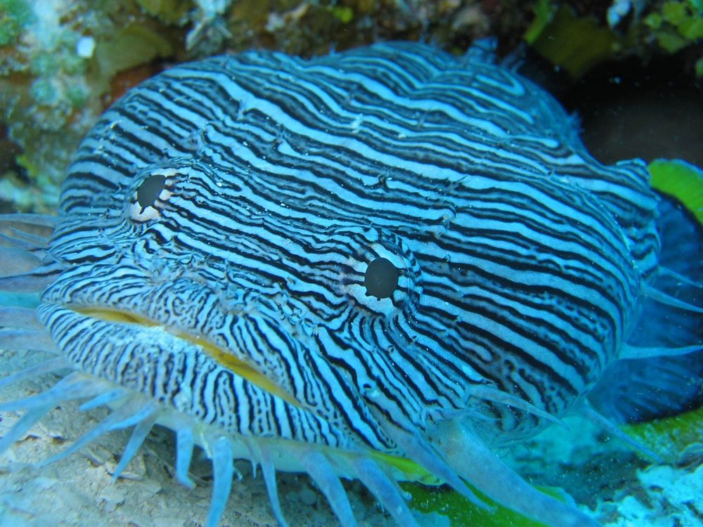 Обои для рабочего стола Смешная широкая полосатая Pterois volitans / рыба-зебра на дне