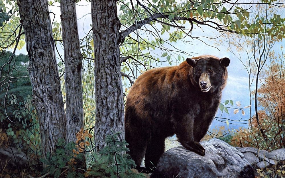 Обои для рабочего стола Медведь на камне в лесу
