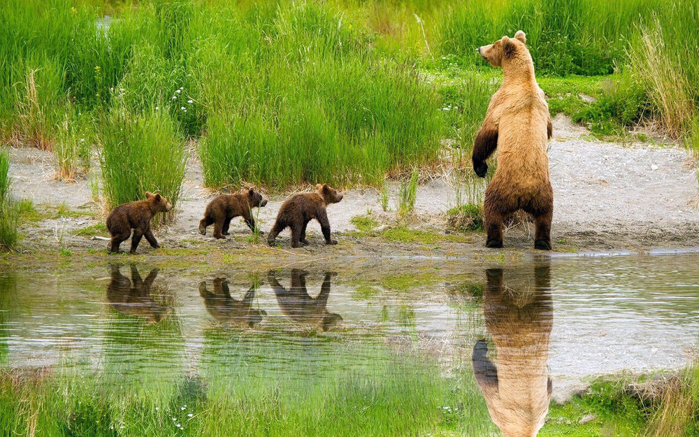 Обои для рабочего стола Медведица и медвежата выходят из воды