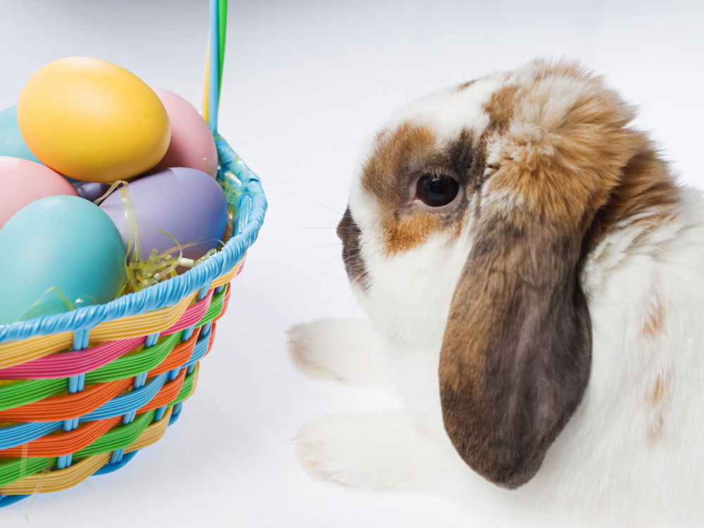 Обои для рабочего стола Длинноухий кролик рядом с корзинкой с цветными пасхальными яйцами