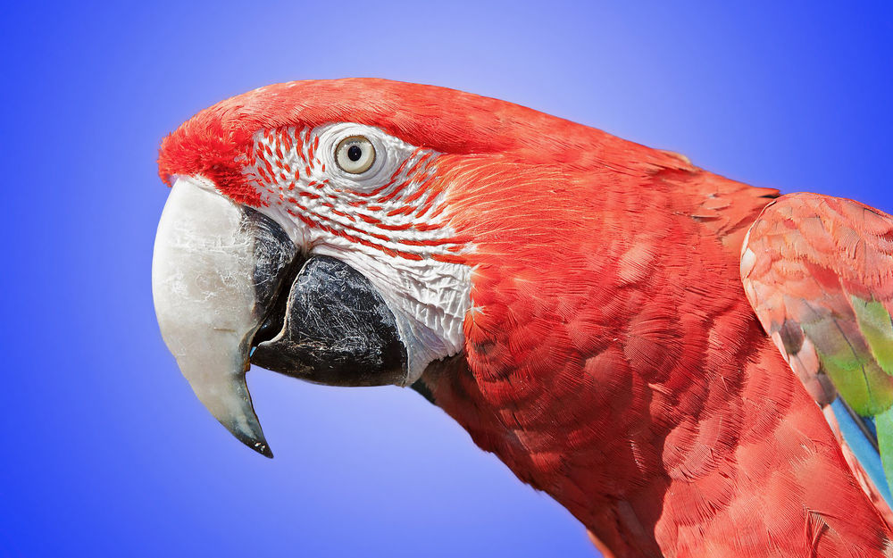 Обои для рабочего стола Красный ара