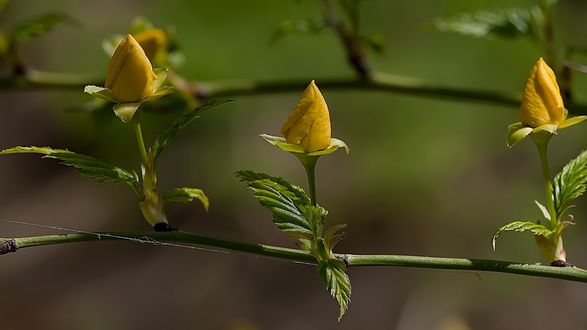 Обои на рабочий стол Бутоны yellow rose / жёлтых роз