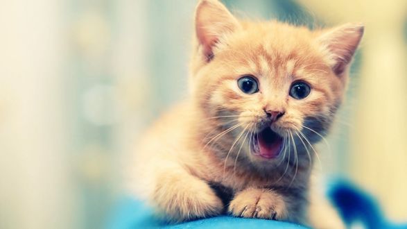 Обои на рабочий стол Забавный зевающий рыжий котенок