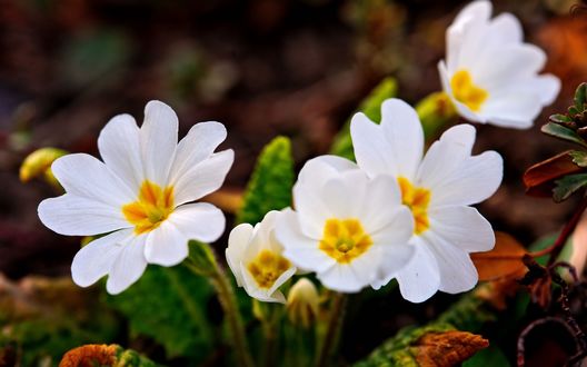 Обои на рабочий стол Примула / Primula
