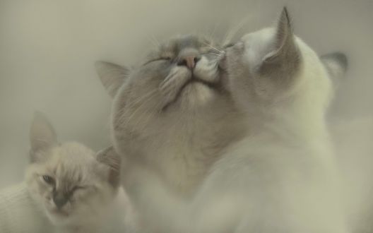 Обои на рабочий стол Кошачья нежность, кошка с котятами предаются радостям семейной жизни