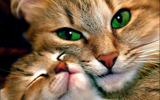 Обои на рабочий стол Рыжая кошка со своим маленьким котенком