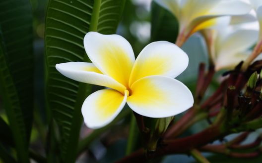 Обои на рабочий стол Plumeria / Плумерия