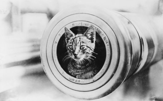 Обои на рабочий стол Кот в объективе фотоаппарата