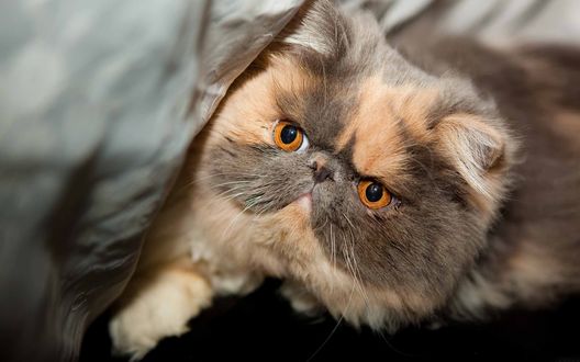Обои на рабочий стол Экзотическая короткошерстная кошка