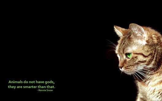 Обои на рабочий стол Зеленоглазый кот, рядом надпись (Animals do not have gods they are smarter than that. Ronnie Snow  / Животные не боги, они умнее. Ронни Сноу)