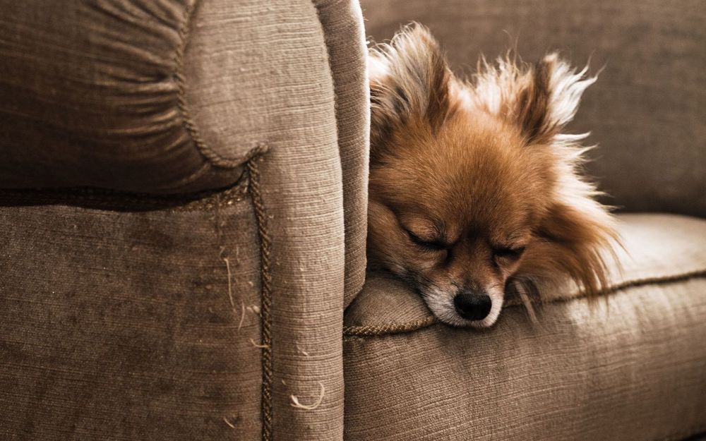 Обои для рабочего стола Chihuahua / Чихуахуа спит на диване