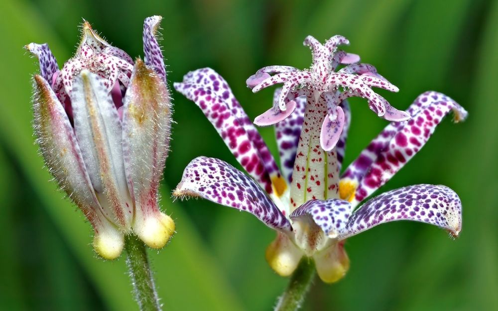 Обои для рабочего стола Цветы Трициртиса / Tricyrtis