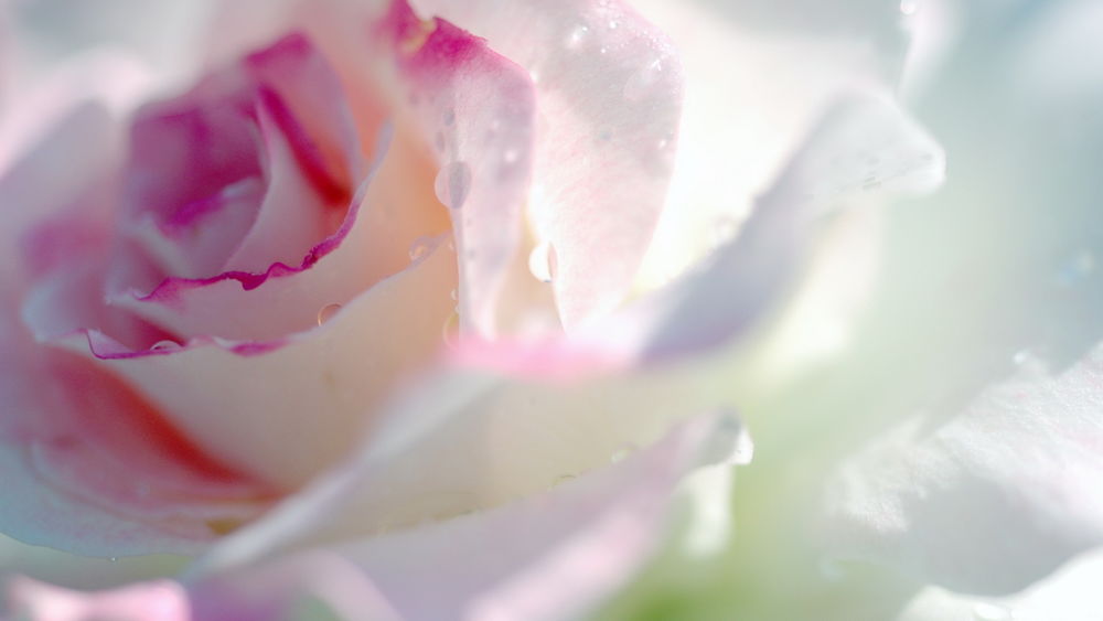 Роза романтика белая с розовым кантом фото и описание