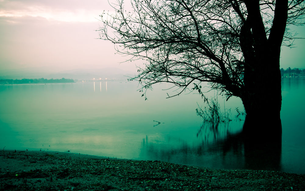 Обои для рабочего стола Одинокое дерево стоит в воде, окутанной туманом