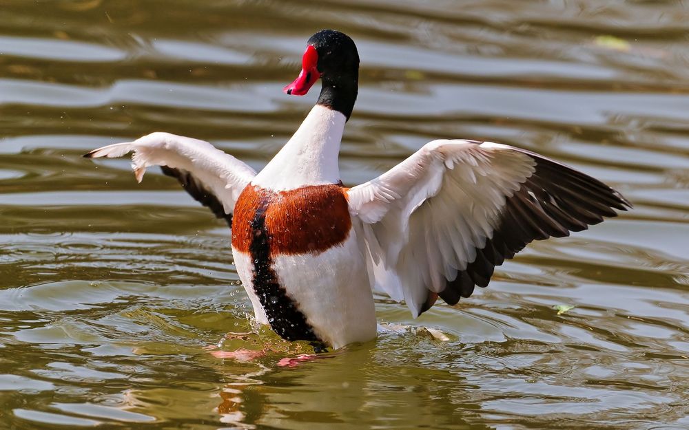 Плавающее чучело кряквы Lucky Duck с машущими крыльями Lucky Splasher (утка)