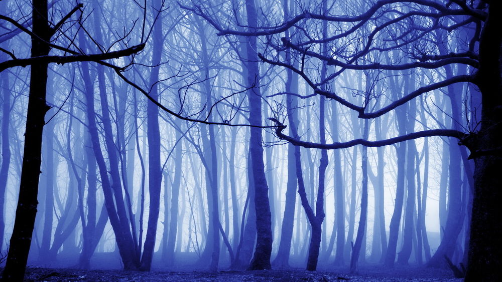 Обои лес синий