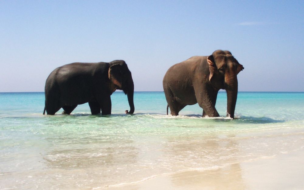 Обои для рабочего стола Слоны выходят из моря