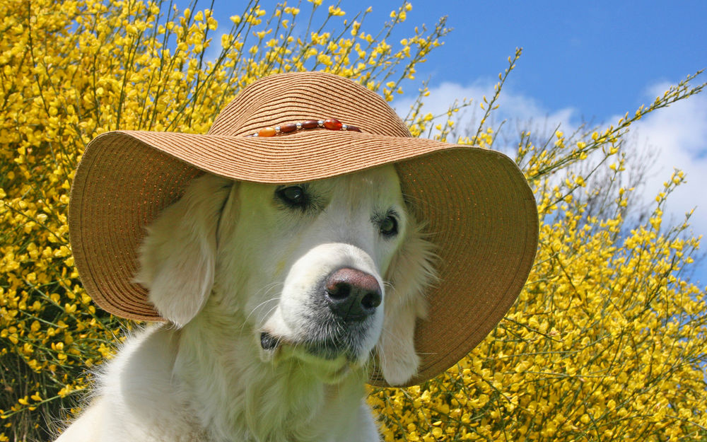 Обои для рабочего стола Собака породы Прямошёрстный ретривер / Flat-Coated Retriever в шляпе на фоне цветущих желтых кустарников