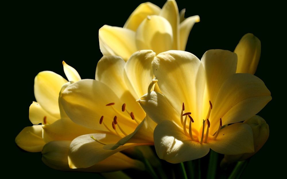 Обои для рабочего стола Цветы кливии киноварной / Clivia miniata