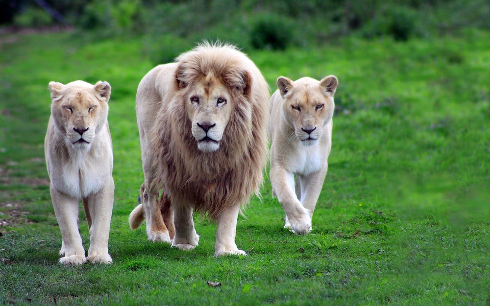 Обои для рабочего стола Лев с двумя львицами идёт по зелёной траве