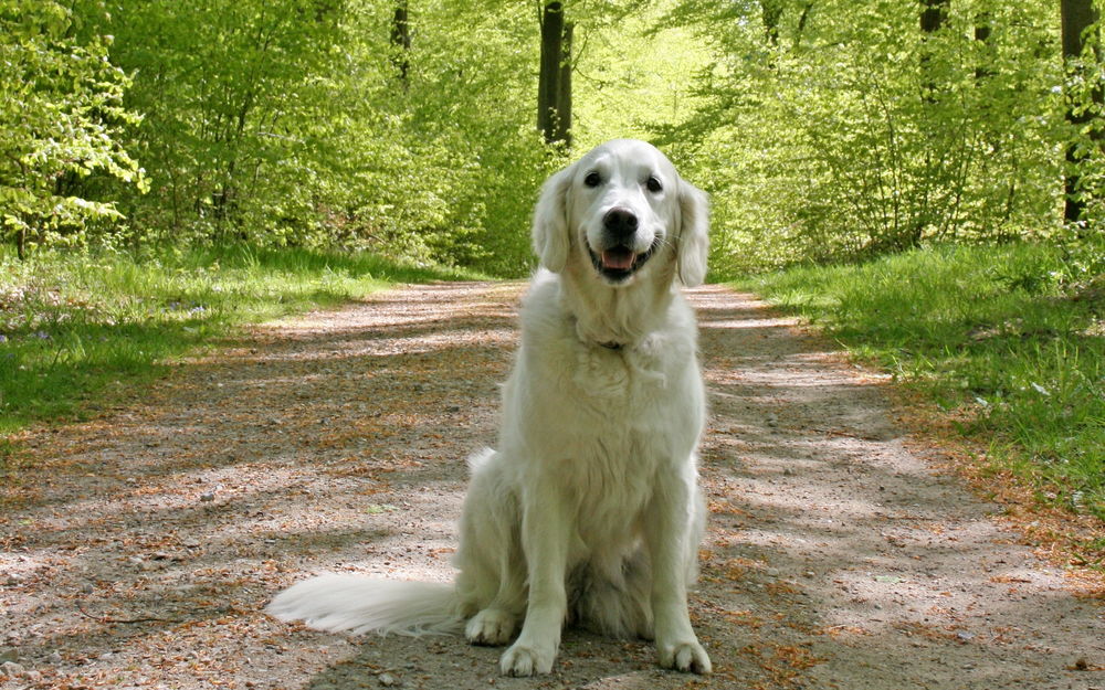 Обои для рабочего стола Золотистый ретривер / Голден ретривер / Golden Retriever  сидит посреди дороги
