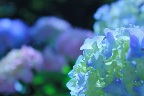 Обои на рабочий стол Нежные голубые Hydrangeas / Гортензии