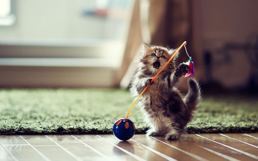 Обои на рабочий стол Маленький котенок играется с погремушкой