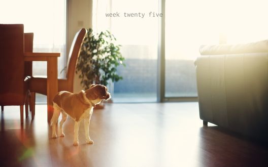 Обои на рабочий стол Маленький пятнистый пес преданно охраняет дом (Week twenty five)