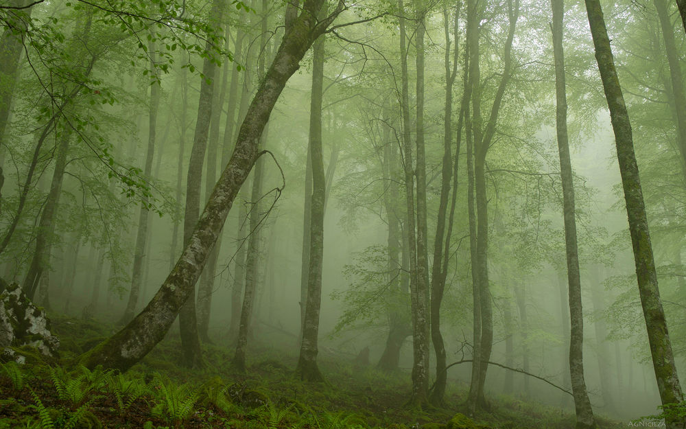 Обои с лесом в тумане в интерьере