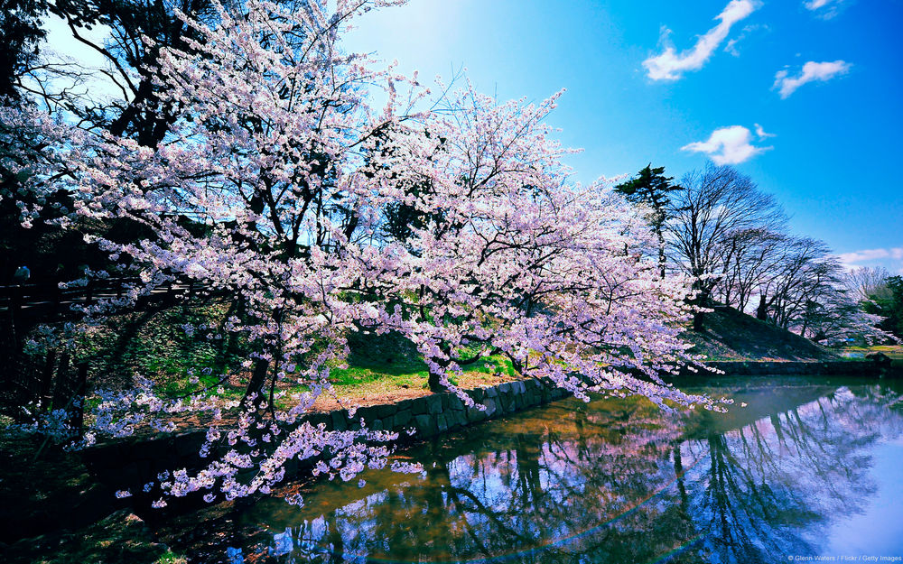 Обои для рабочего стола Вишневые деревья замка Хиросаки / Hirosaki, Япония / Japan