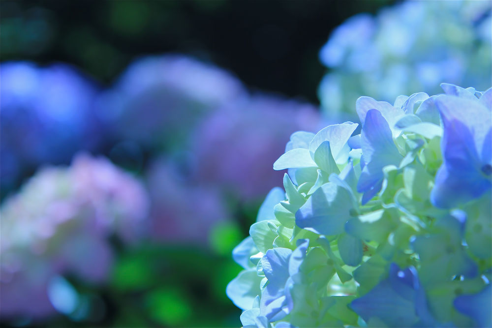 Обои для рабочего стола Нежные голубые Hydrangeas / Гортензии