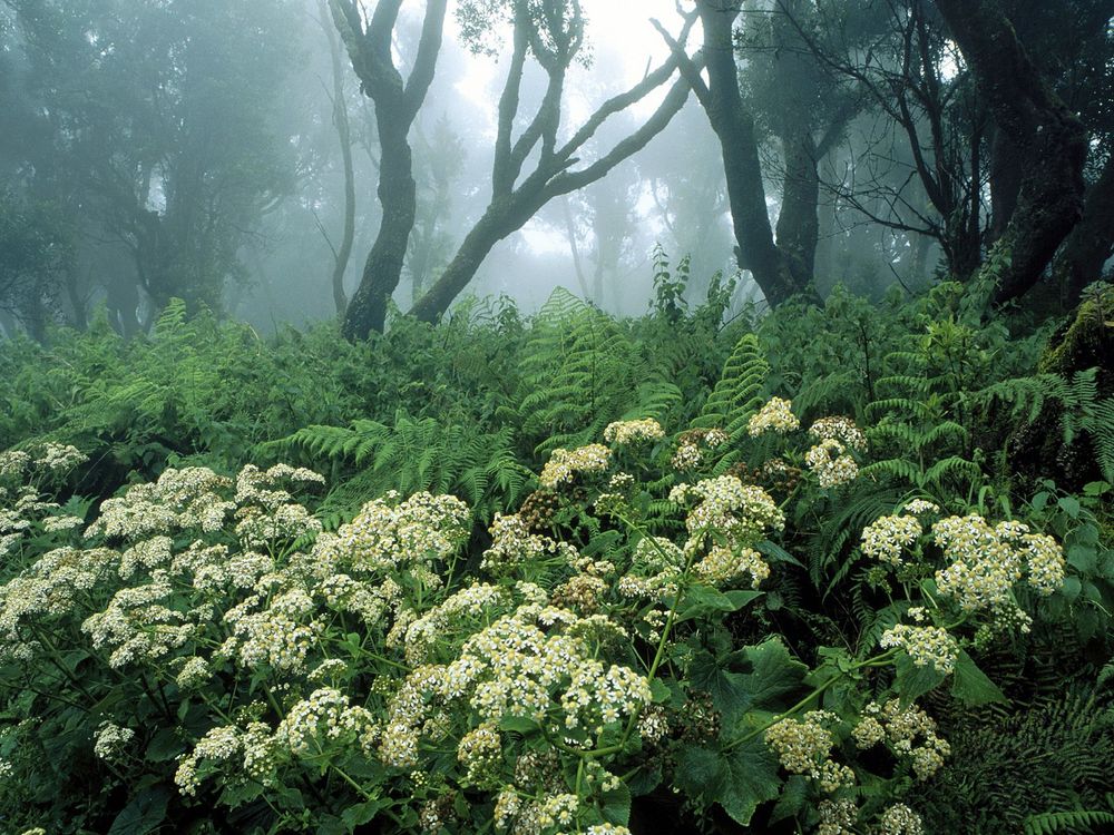 Обои для рабочего стола Лесные травы, папоротник и дикая ромашка у подножия деревьев в утреннем тумане