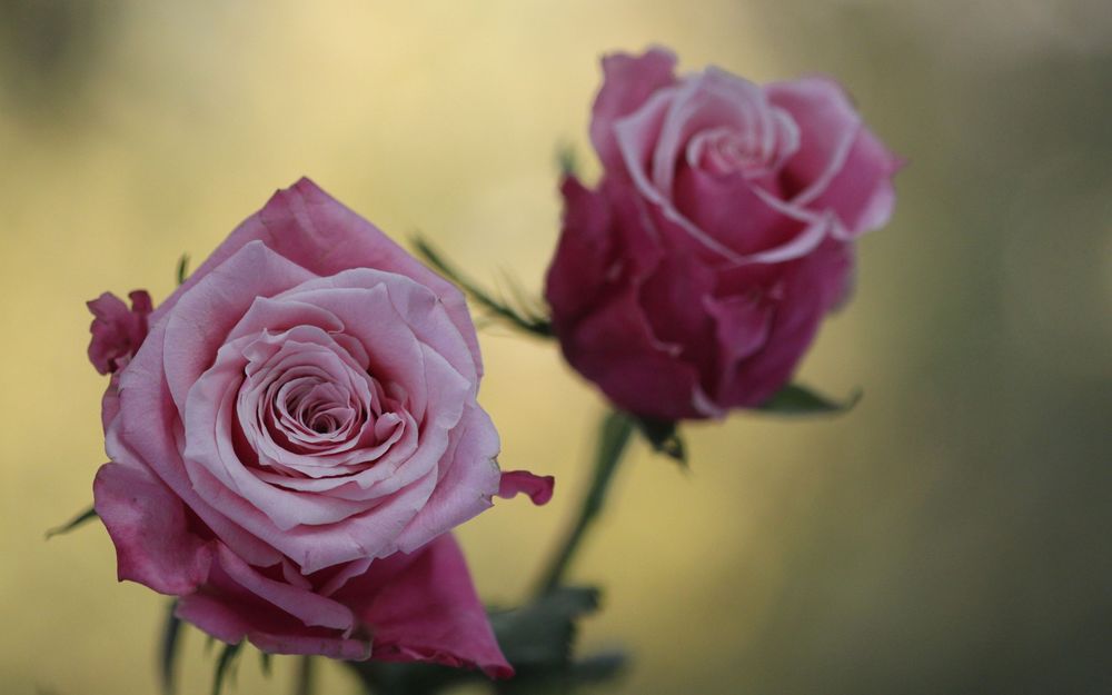 Обои для рабочего стола Две розовые розы