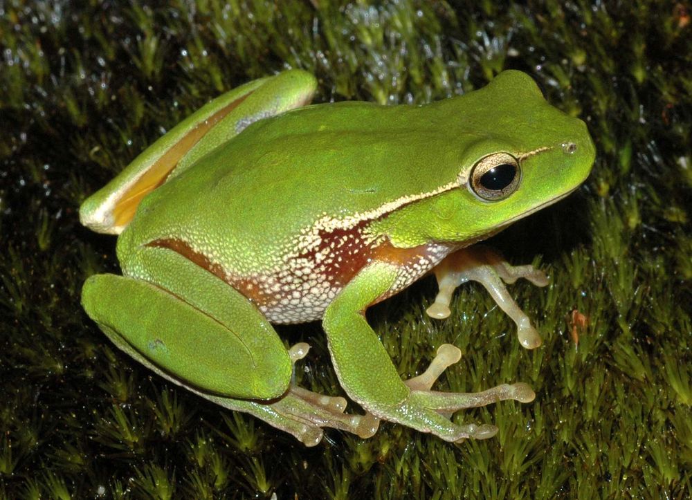 Обои для рабочего стола Зелёная литория / Litoria phyllochroa