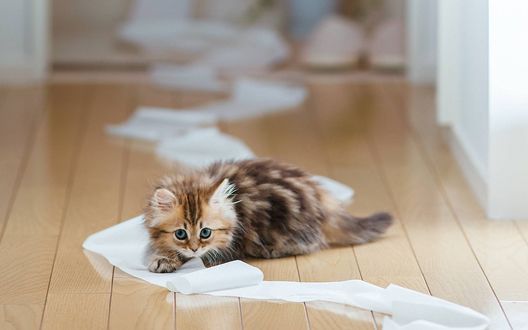 Обои на рабочий стол Маленький котенок играется с туалетной бумагой на полу