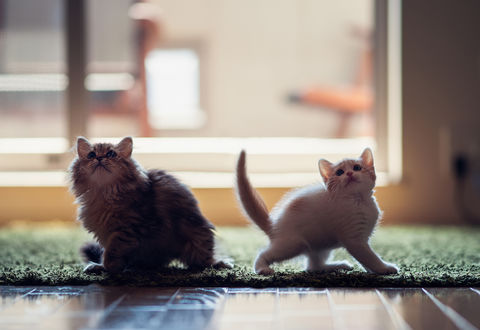 Обои на рабочий стол Кошка Daisy / Дейзи  и котенок Hannah / Ханна смотрят вверх, фотограф Ben Torode